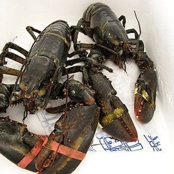Lobster Gram - Seafood Markets Near Me - Bensenville, Illinois Lobster Gram - Seafood Markets Near Me - Bensenville, Illinois