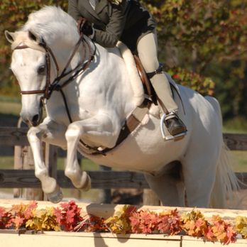 Pleasant Oaks Equestrian Center - Horseback Riding Near Me - Byron, Georgia Pleasant Oaks Equestrian Center - Horseback Riding Near Me - Byron, Georgia
