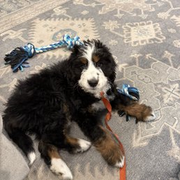 Simcha at 9 weeks