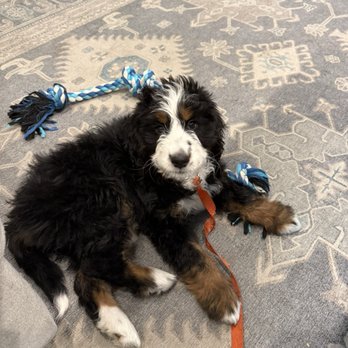 Training All Doggies - Simcha at 9 weeks - Pet Training Near Me