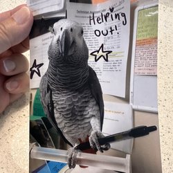 Animal and Bird Medical Center of Palm Harbor - They printed a cute little photo and included with his report card when I picked him up