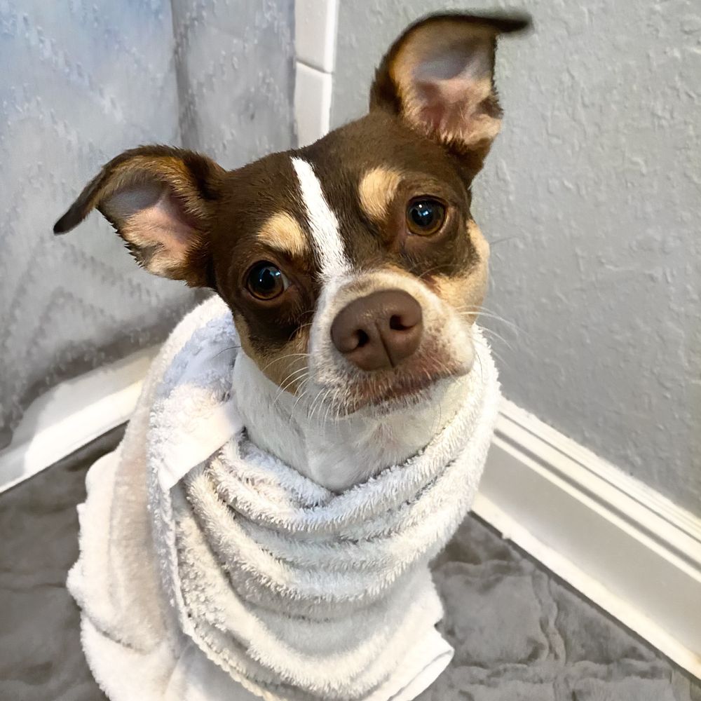 TOP 10 BEST Yorkie Puppies for Sale in Daytona Beach, FL - Updated 2026 -  Yelp, image size:1000x1000