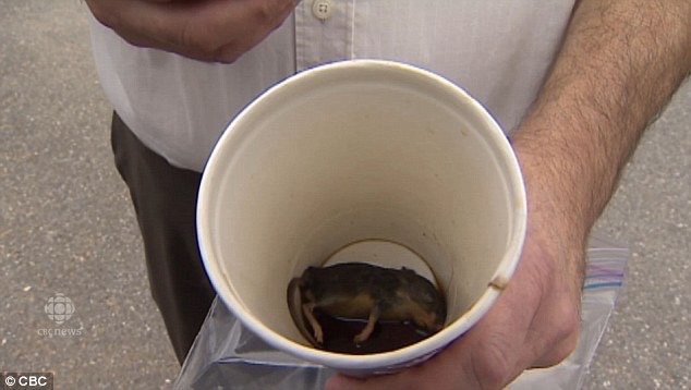 Food from McDonald's