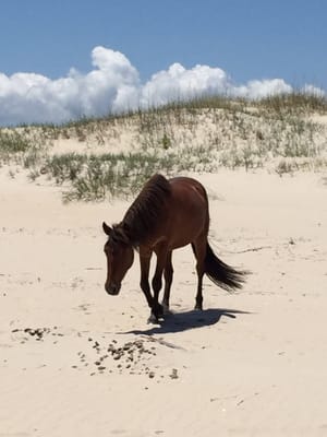 Corolla Wild Horse Fund by null