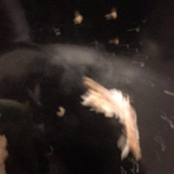 McDonalds - a black and white cat in the dark - Fast Food Near Me - Romeoville, Illinois