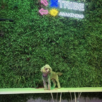 Awakening - Milo enjoy a pup friendly coffee place - Coffee & Tea Near Me - Inglewood, California Awakening - Milo enjoy a pup friendly coffee place - Coffee & Tea Near Me - Inglewood, California