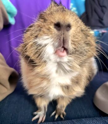 Burnt Hills Veterinary Hospital by null