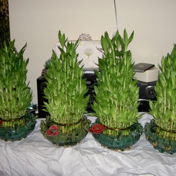 Qideas - Beautiful bamboo plants delivered for my wedding reception from Qideas - Nurseries & Gardening Near Me - Chicago, Illinois