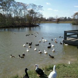 Duck invasion Duck invasion