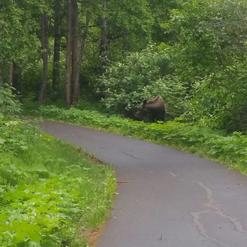Tony Knowles Coastal Trail - Wildlife on the trail. Here is a moose. - Parks Near Me - Anchorage, Alaska Tony Knowles Coastal Trail - Wildlife on the trail. Here is a moose. - Parks Near Me - Anchorage, Alaska