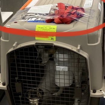 Pet Limo - Crate as it was packed by American Airline staff on 4.5 8 am PST - Pet Boarding Near Me - Miami, Florida