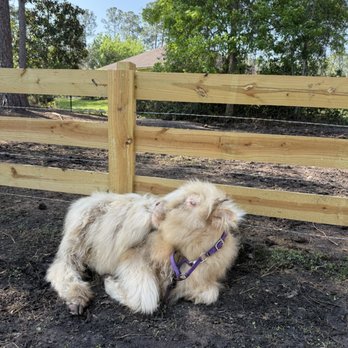 The Fluffy Cow Cafe - Petting Zoos Near Me - St. Augustine, Florida