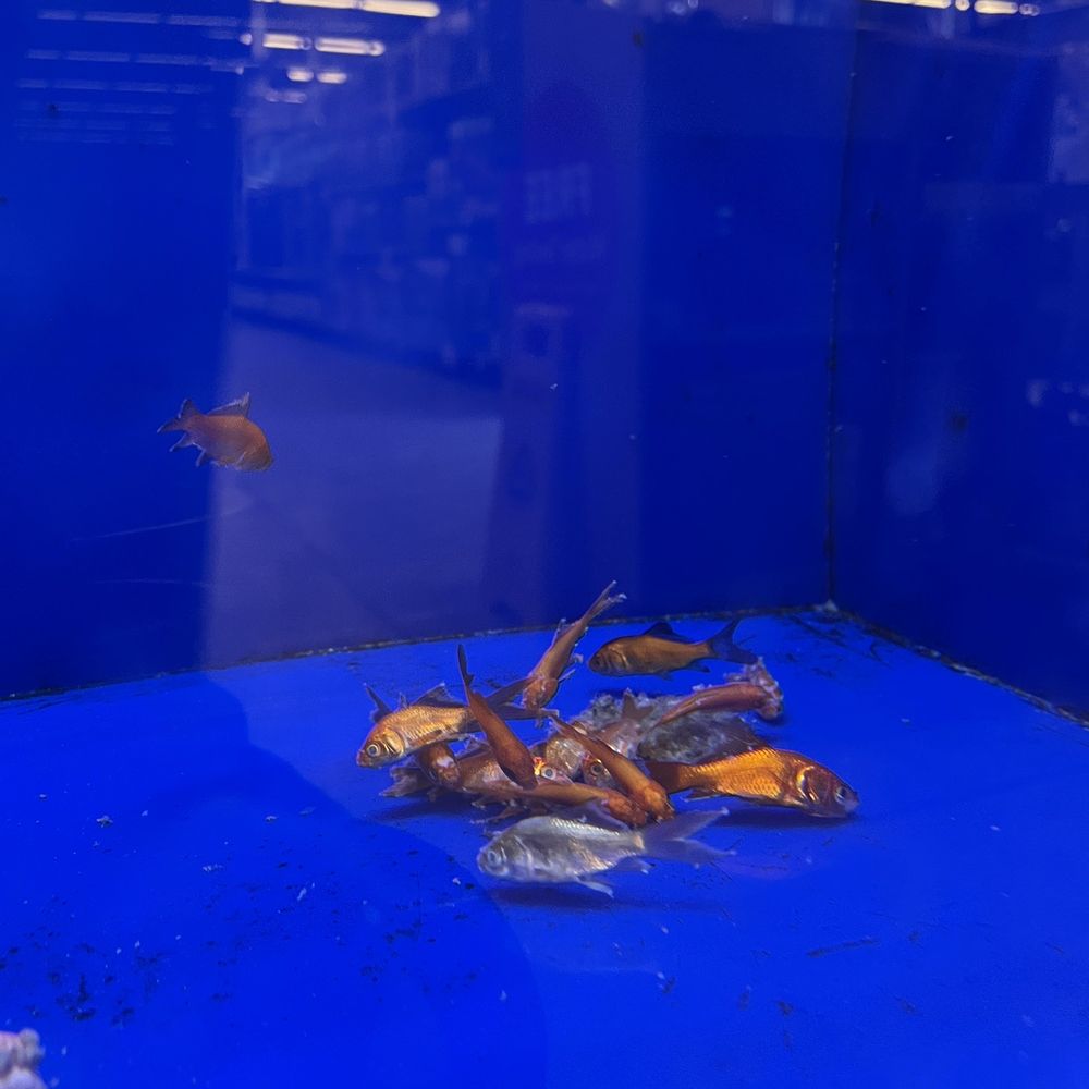 make sure to check the bottom left fish tank. Probably 30 -40 dead fish left in there along with a few on the brink of death make sure to check the bottom left fish tank. Probably 30 -40 dead fish left in there along with a few on the brink of death