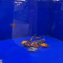 make sure to check the bottom left fish tank. Probably 30 -40 dead fish left in there along with a few on the brink of death make sure to check the bottom left fish tank. Probably 30 -40 dead fish left in there along with a few on the brink of death