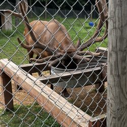 FAWN DOE ROSA