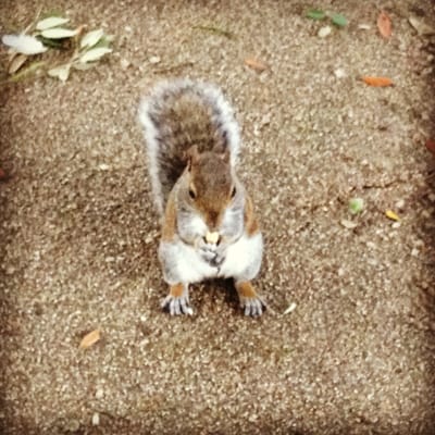 Jephson Gardens by null