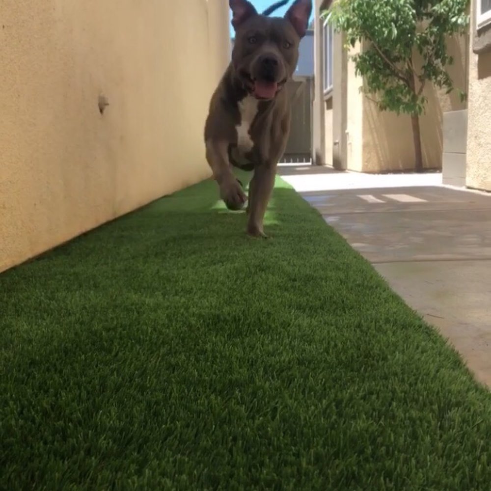 Tuurf - Artificial Turf Near Me Tuurf - Artificial Turf Near Me