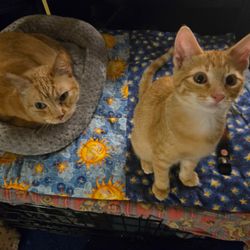 City of San Antonio Animal Care Services - This was the kitty that was promised to me to be a  brother to my kitty i already have.