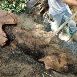 Rooter Right Plumbing & Drain - Tree Roots