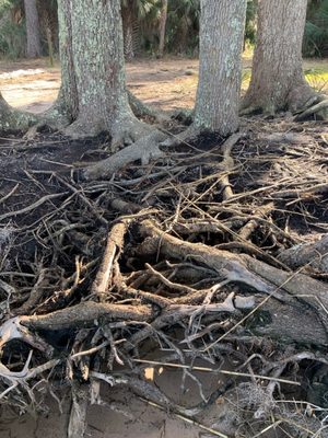 Skidaway Island State Park by null