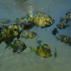Athens Scuba Park