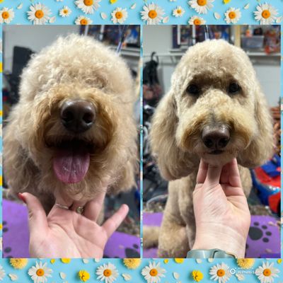 Some examples of my work🐶 - We are excited to welcome you into our pack! Call today to schedule a time that works best for you! Some examples of my work🐶 - We are excited to welcome you into our pack! Call today to schedule a time that works best for you!