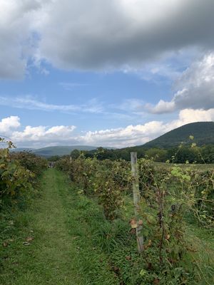 Jerome's U-Pick Fruit Farm by null