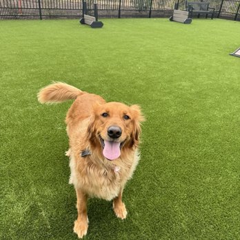 PetSmart - My girls love getting groomed here! - Pet Training Near Me - Myrtle Beach, South Carolina PetSmart - My girls love getting groomed here! - Pet Training Near Me - Myrtle Beach, South Carolina