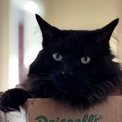 Rachel Ramos Pet Sitting