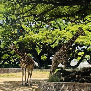 Honolulu Zoo - Giraffes at the Honolulu Zoo. - Zoos Near Me - Honolulu, Hawaii Honolulu Zoo - Giraffes at the Honolulu Zoo. - Zoos Near Me - Honolulu, Hawaii