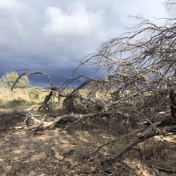 Carpinteria Bluffs Nature Preserve - Beautiful dead tree, and a passing storm - Hiking Near Me - Carpinteria, California