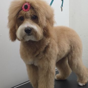 Simba's Pet Grooming - My Honey, looking amazing. - Pet Groomers Near Me - Pasadena, California