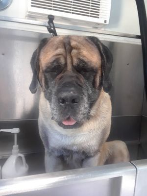 classy canine pet spa