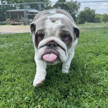 Canine Solutions - Pet Training Near Me - Eureka, Illinois