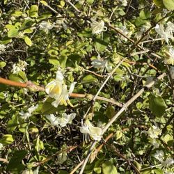 UNC Charlotte Botanical Gardens - Winter honeysuckle