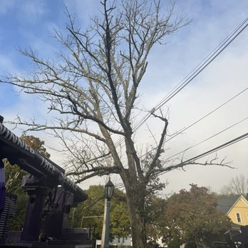 Winner Tree Service - Tree Services Near Me - Milford , Massachusetts Winner Tree Service - Tree Services Near Me - Milford , Massachusetts