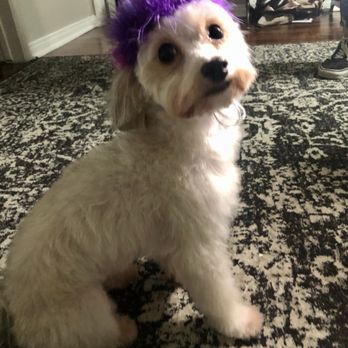 C U Pet Grooming - What my dog typically looks like after her normal cut with other groomers - Pet Groomers Near Me - Anaheim, California C U Pet Grooming - What my dog typically looks like after her normal cut with other groomers - Pet Groomers Near Me - Anaheim, California