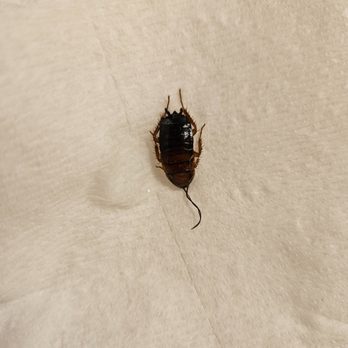 MAA Seasons - Roaches - Apartments Near Me - Fredericksburg, Virginia MAA Seasons - Roaches - Apartments Near Me - Fredericksburg, Virginia