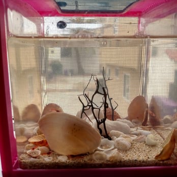 Perfect Pets - Another pic of the big happy family and 2 snails lounging on the top of the tank... - Pets Near Me - Honolulu, Hawaii