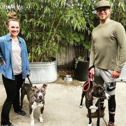 Leader of the Pack Dog Training