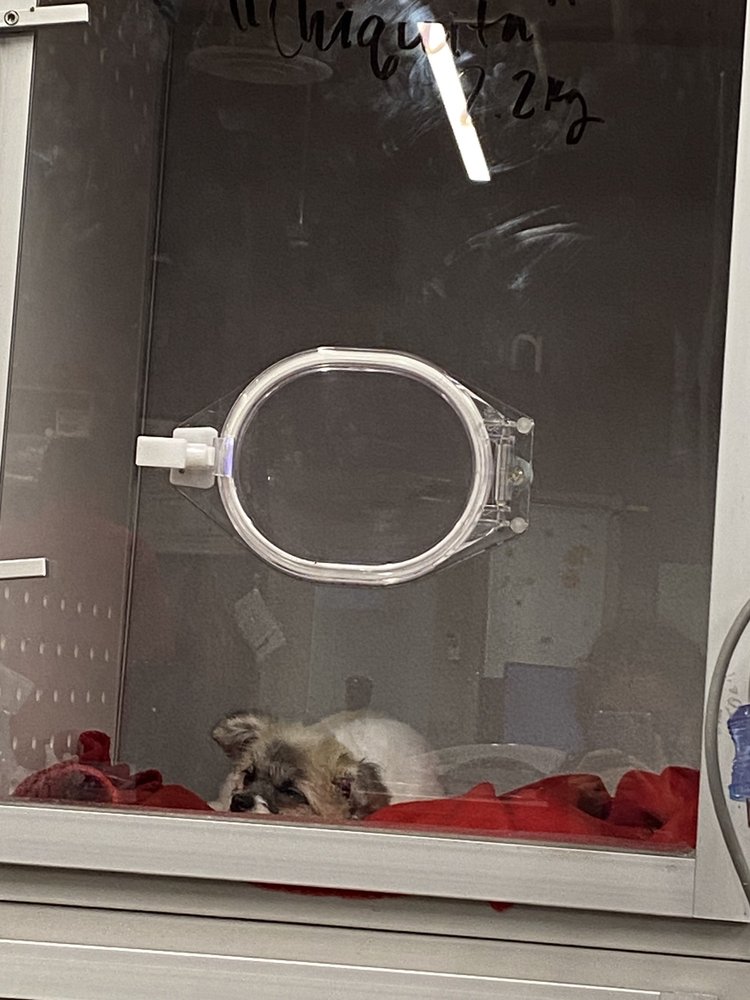 CHICAGO GROOMING PARLOR Updated September 2024 15 Photos & 29