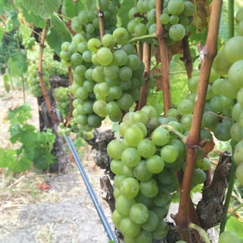 Nicholson Ranch Winery - Their amazing grape vines - Wineries Near Me - Sonoma, California Nicholson Ranch Winery - Their amazing grape vines - Wineries Near Me - Sonoma, California