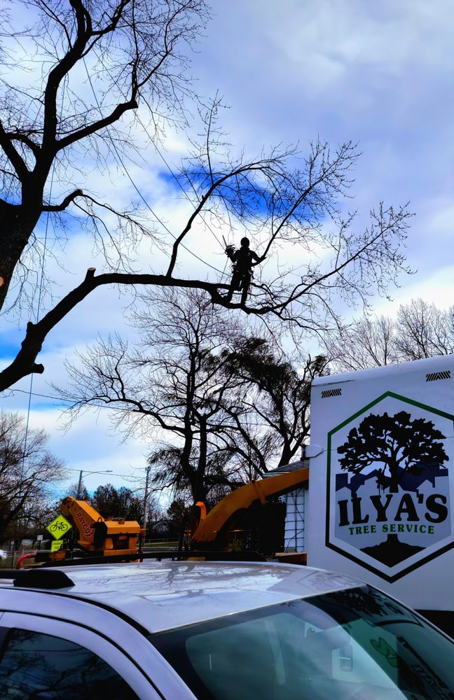 Ilya's Tree Service - tree service in Cleveland, OH