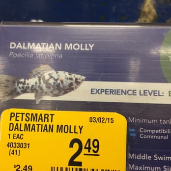 PetSmart - Molly - Pet Groomers Near Me - Mt Prospect, Illinois