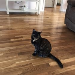 Snodgrass Veterinary Medical Center - Cat named Sally