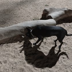Recreation Dog Park - Very pretty branches! HUGE park!!!