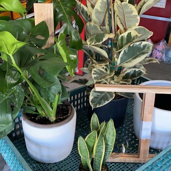 Plant and Pottery Outlet - Nurseries & Gardening Near Me - Sunol, California Plant and Pottery Outlet - Nurseries & Gardening Near Me - Sunol, California
