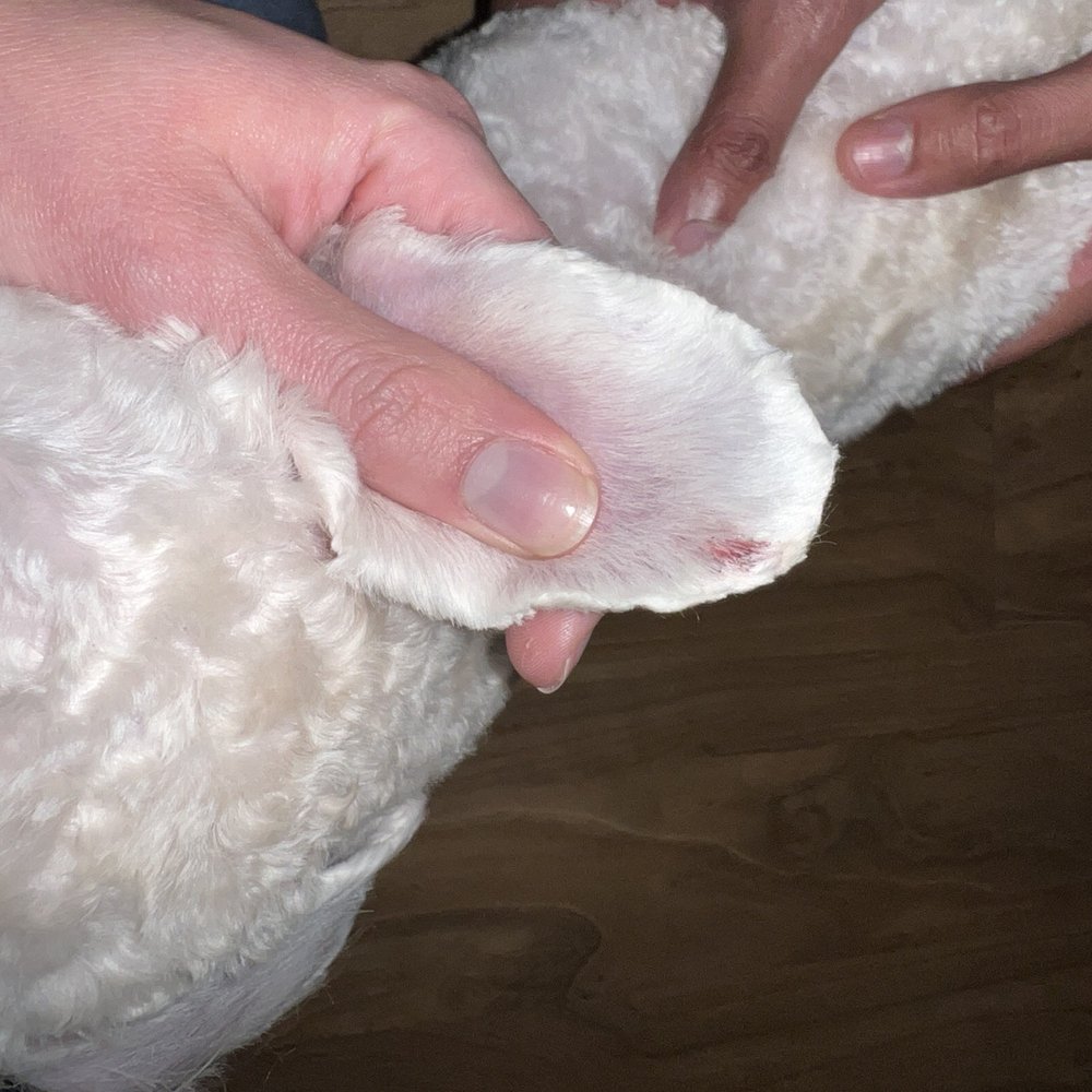 Purrfect Paws Pet Spa - Pet Groomers Near Me - Sauk Rapids, Minnesota