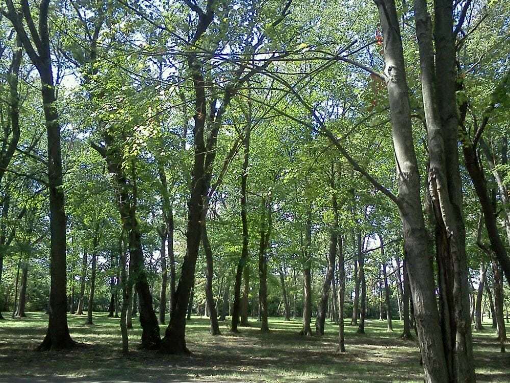 Henry Frank Park Image