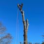 Photo of MC Tree Services and Landscaping